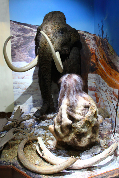Фрагмент постоянной экспозиции. Реконструкция мамонта