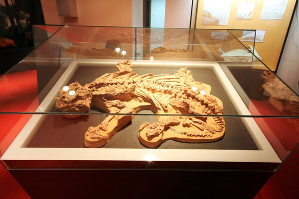 Скелет парейазавра в экспозиции музея
