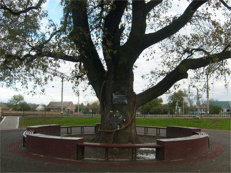 Памятник природы - дуб, которому 300 лет