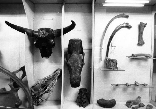 Останки ископаемых животных: череп быка бизона, череп шерстистого носорога