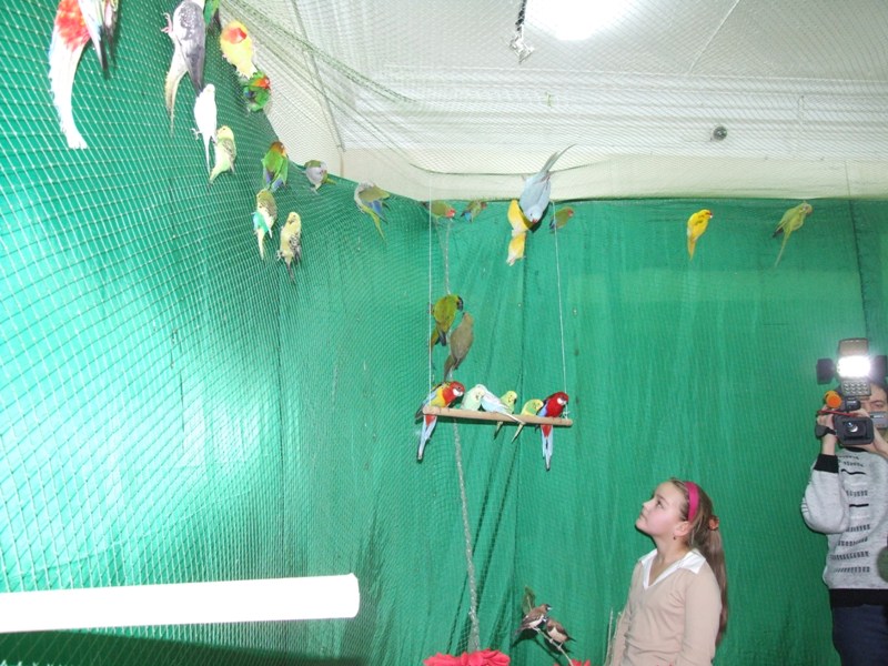 Выставка живых попугаев 