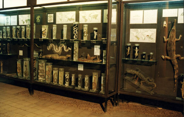 Витрины нижнего экспозиционного зала музея с рептилиями
