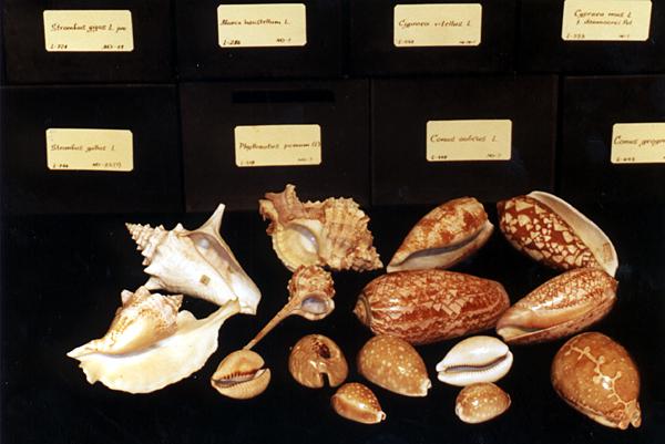 Раковины из коллекции музея П.Г.Демидова