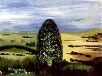 A Birch in a Field. 1987