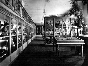 часть экспозиции Ставропольского музея наглядных пособий (1912 г.)