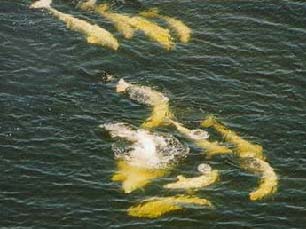 Belugas at the Belugas' cape, Grand Solovki island