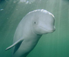 Beluga whale at the Vancouver Aquarium, Canada