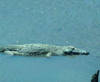 Saltwater crocodile at the Sydney Aquarium, Australia