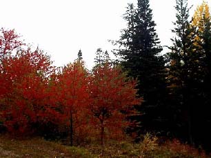 Botanical garden at Makarevskaya pustyn, Grand Solovki Island, XIX c.